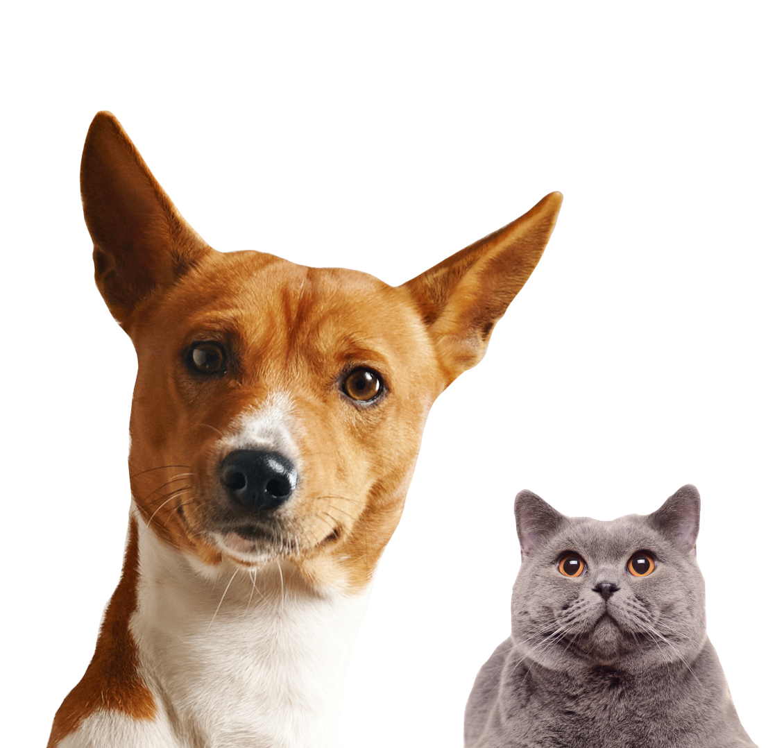 dogandcat